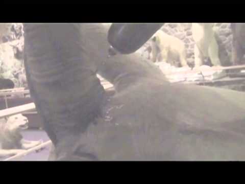 how to measure nyala horns