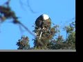 Jericho Bald Eagle, Frosty Morning Jericho Bald Eagle, Frosty Morning