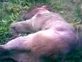 Bear in Martuni