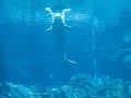 Georgia Aquarium