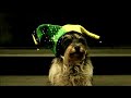 RSPCA Australia - Pip the Dog RSPCA Australia - Pip the Dog