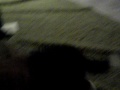videos de Bailey's first fetch