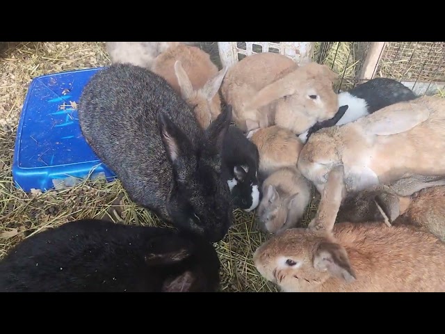 Socialized Domestic and Flemish Giant Baby Bunnies in Small Animals for Rehoming in North Bay