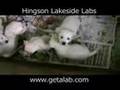Yellow Lab Puppies for sale video #3