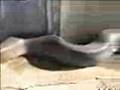 HUGE DEAD SNAKE!!!