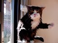 スーパースローなねこ。-Super slow Maru.-