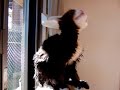 ハイスピードカメラで撮影されたねこ。のサムネイル3