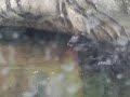 Sea Otters