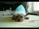 My dog - Yorksire terier
