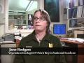 Sudden Oak Death: Battling an Invasive Disease