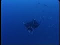 Manta at Bikini Atoll