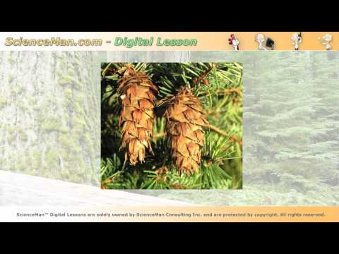 how to grow douglas fir