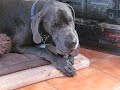 GREAT DANES - chewing and crunching pigs ears!