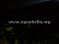 agua bella   que levante la mano  en vivo 