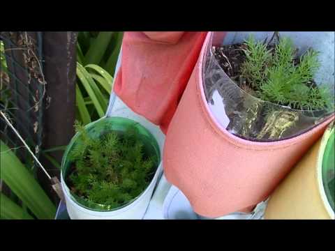 how to grow german chamomile