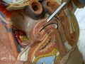 Medicina Facimed, Anatomia Sistema Reprodutor Feminino.