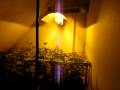Budget Grower Legal Marijuana Grow op