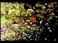 Permaculture plant:  Elaeagnus pungens :  Silverberry