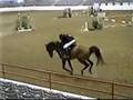 L.KingArthur ( Holsteiner Stallion) At RoyalCStud.com