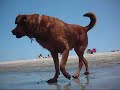 Dog Beach in Long Beach, Calif.
