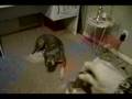 PIT BULL PRANKS-OWNER BEWARE