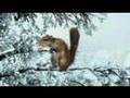 Farting Squirrel commercial A Fresh Air Explosion