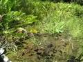 Playing with an Alligator