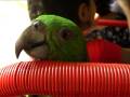 Parrots on a bus