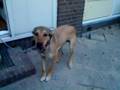 videos de Mayco de gekke hund