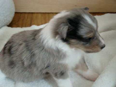 BluemerleSheltie -