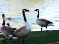 Click here to watch this video Birds at the Park
