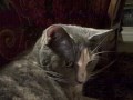 Soft Kitty. oh, for Tuna & the GBI FoPo