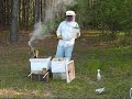 Bees for beginners part 4 Bees for beginners part 4