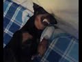 Pinscher: Poppeo e il bagnetto