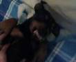 Pinscher: Poppeo e il bagnetto