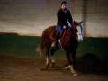 Boltaire right lead canter