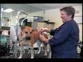 viva nail trim no biting, after training