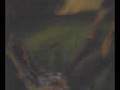 videos de h
