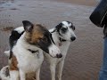 BORZOI & LURCHER BEACH BUMS BORZOI & LURCHER BEACH BUMS