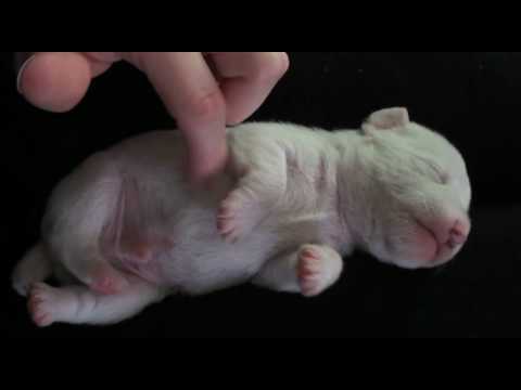 Cute Video Clip Of The Evening YouTube Preview Image
