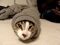 Cat In a Sleeve
