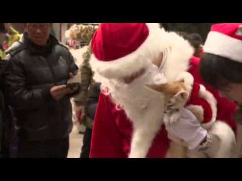 Raw: South Korean Penguins Dress for Christmas