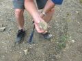 Vancouver Island ammonite find