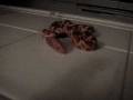 videos de My pet corn snake Dundee eats!!