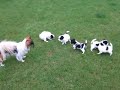 Papillon puppies