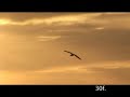 HDV test Sony High Def camera HVR-Z1U
