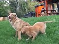 Bloopers while maken movie of Tollers