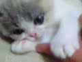 cotton3