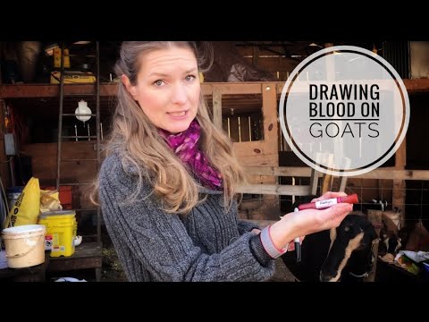 video-linktoworks-How to Draw Blood on Goats for Routine Disease and...