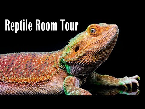 YouTube reptile video